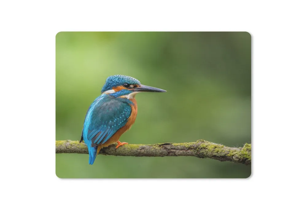 MuchoWow Mauspad Eisvogel - Zweig - Moos - Vogel - Grün (1-St), Gaming, Mousepad Klein, Büro Zubehör, Mausunterlage, 23x19 cm